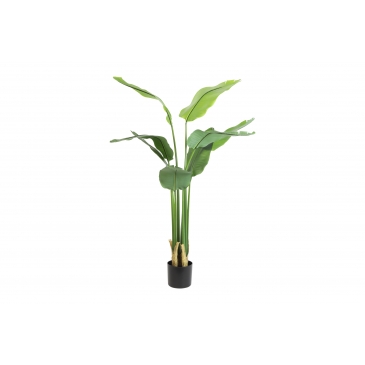 Strelitzia M Groen