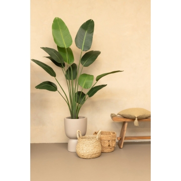 PrettyPlants Kunstplant Strelitzia Mitchel 180cm