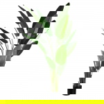 PTMD Kunstplant Strelitzia Real Touch XL