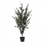 House Nordic Kunstplant Eucalyptus 120cm