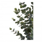 House Nordic Kunstplant Eucalyptus 120cm