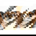 Kare Design Bijzettafel Meerkat Sisters Ø33cm