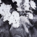 Coco Maison Fotoschilderij Flower Elephant 100x68cm Zwart