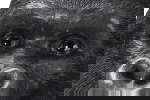 Kare Design Beeld Gorilla Side Zwart XL