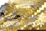 Kare Design Beeld Gorilla Side Goud M