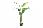 Strelitzia M Groen