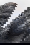 Kare Design Beeld Gorilla Side Zwart XL