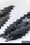 Kare Design Beeld Gorilla Side Zwart XL