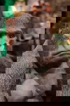Kare Design Beeld Gorilla Side Zwart XL