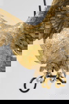 Kare Design Hanglamp Owl Goud 60cm