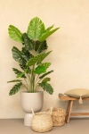 PrettyPlants Monstera Kunstplant Misty 165cm