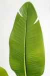 PrettyPlants Kunstplant Strelitzia Maikel 180cm