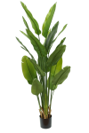 PrettyPlants Kunstplant Strelitzia Maikel 180cm