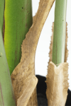 PrettyPlants Kunstplant Strelitzia Maikel 180cm
