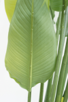 PrettyPlants Kunstplant Strelitzia Maikel 180cm