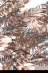 Light & Living Kunstplant Palm Donker Brons 198cm